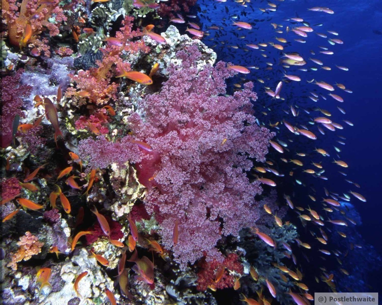 coral dive bali