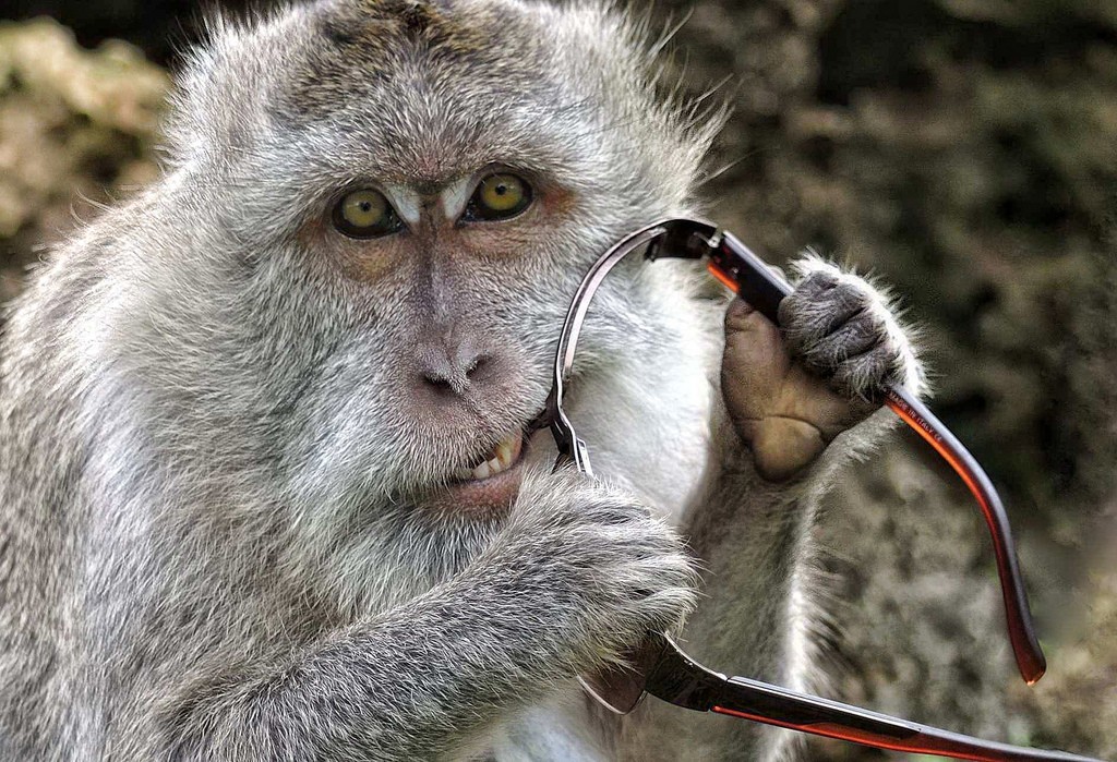 monkey bali indonesia
