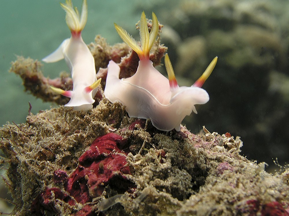Nudibranch diving lombok