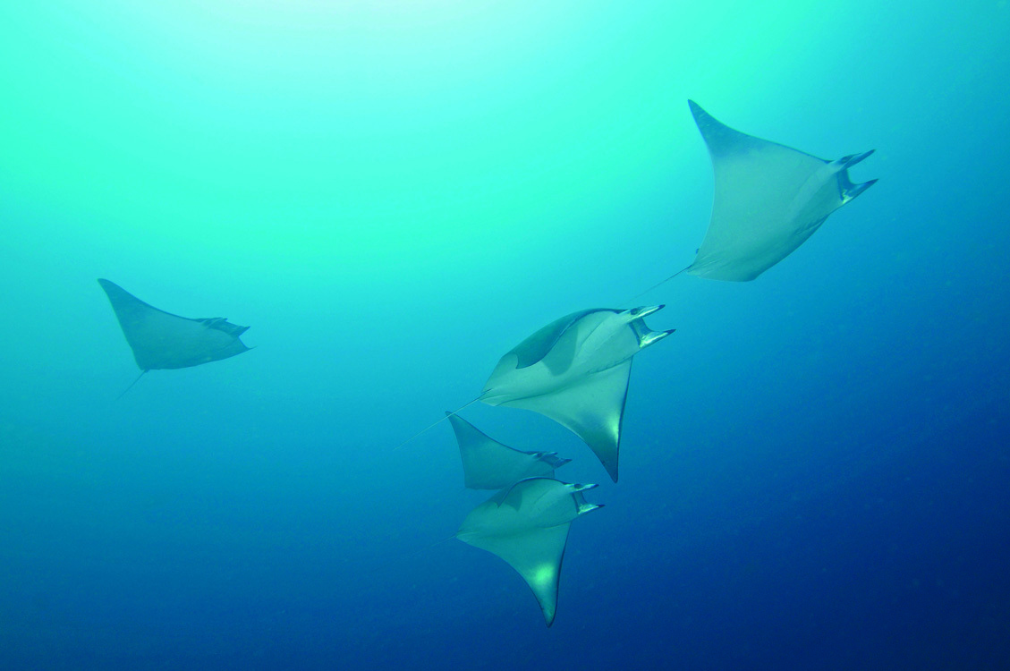 manta ray lombok diving