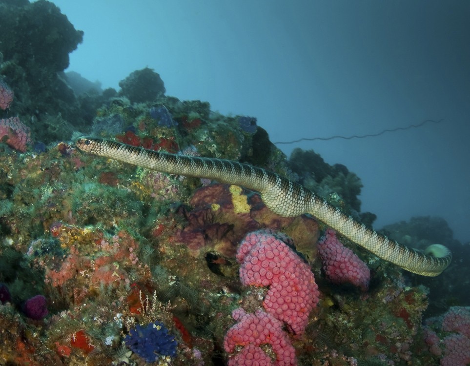 Sea snake dive zone lombok