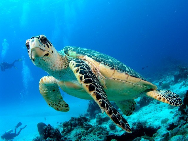 dive with turtles gili trawangan