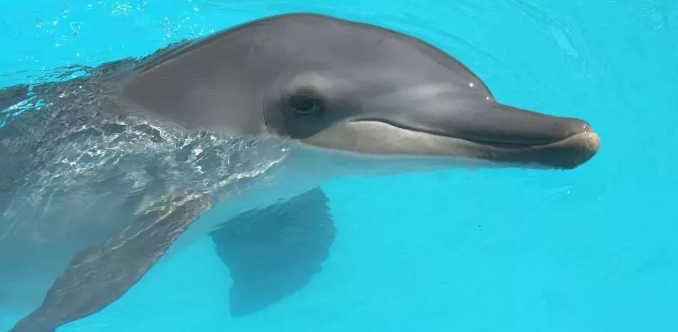 dolphin bali