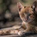 93. Meet the locals on Gili Air